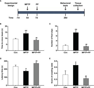 Probiotic Pediococcus pentosaceus ameliorates MPTP-induced oxidative stress via regulating the gut microbiota–gut–brain axis